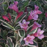 MY MONET® WEIGELA