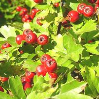WASHINGTON HAWTHORN