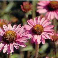 PIXIE MEADOWBRITE CONEFLOWER