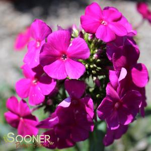 LUMINARY® ULTRAVIOLET GARDEN PHLOX