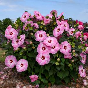 SUMMERIFIC® SPINDERELLA HARDY HIBISCUS