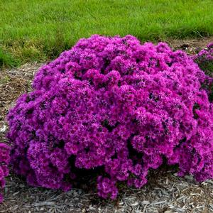 PINK CRUSH NEW ENGLAND ASTER