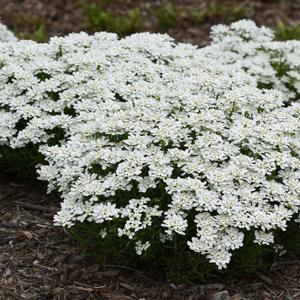 SNOWSATION CANDYTUFT