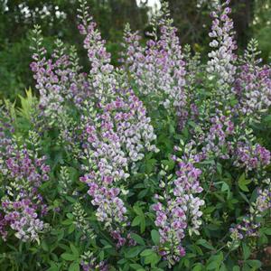 PLUM ROSY FALSE INDIGO