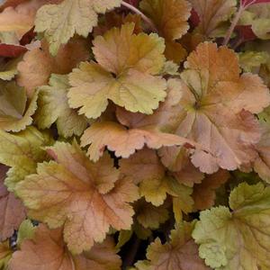 DOLCE® TOFFEE TART CORAL BELLS