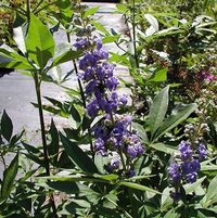 ABBEVILLE BLUE CHASTE TREE
