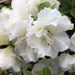 PERFECTO MUNDO® DOUBLE WHITE AZALEA