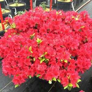 PERFECTO MUNDO® RED AZALEA