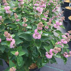 BEYOND PINK'D® BLUEBEARD
