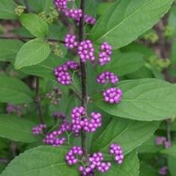 EARLY AMETHYST BEAUTYBERRY