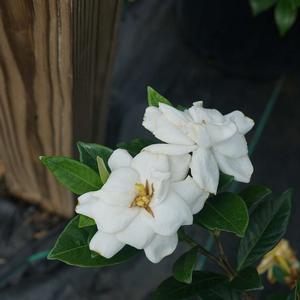 STEADY AS SHE GOES® GARDENIA