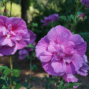 DARK LAVENDER CHIFFON® ALTHEA