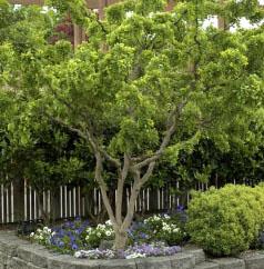 TWISTY BABY™ BLACK LOCUST