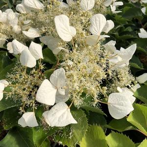 FLIRTY GIRL® CLIMBING HYDRANGEA
