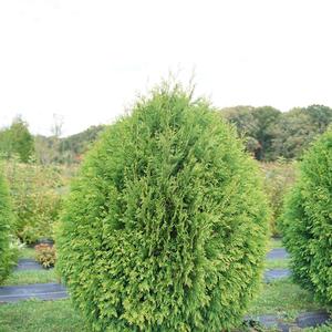 CHEER DROPS® ARBORVITAE