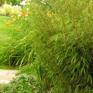 RUFA CLUMPING BAMBOO