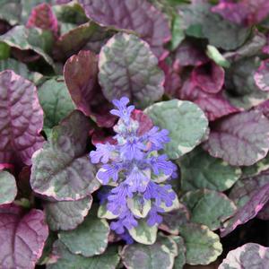 BURGUNDY GLOW AJUGA