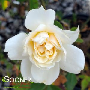 EASY ELEGANCE® CHAMPAGNE WISHES ROSE