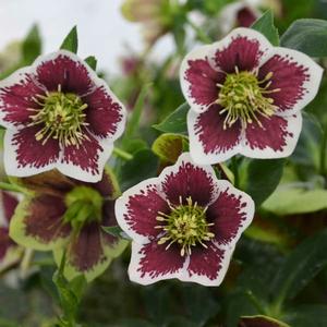 HONEYMOON® ROMANTIC GETAWAY LENTEN ROSE