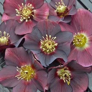 HONEYMOON® ROME IN RED LENTEN ROSE