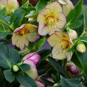 HONEYMOON® TROPICAL SUNSET LENTEN ROSE