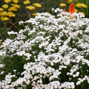 PETER COTTONTAIL YARROW