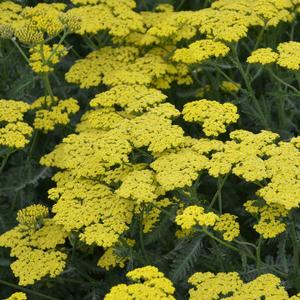 SASSY SUMMER LEMON YARROW