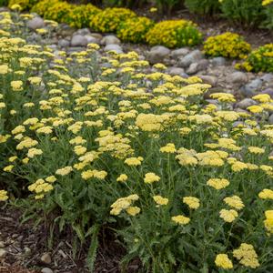 SASSY SUMMER SILVER YARROW
