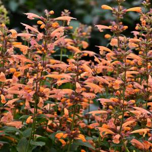 MANGO TANGO HYSSOP