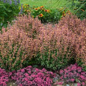 PEACHIE KEEN HYSSOP