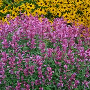 ROSIE POSIE HYSSOP