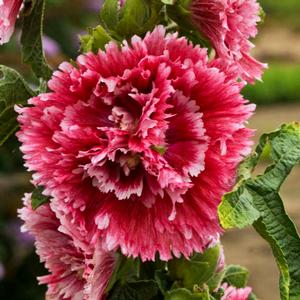FIESTA TIME HOLLYHOCK