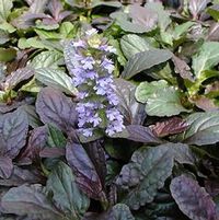BRONZE BEAUTY AJUGA