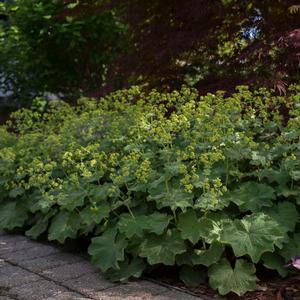 LADY'S MANTLE