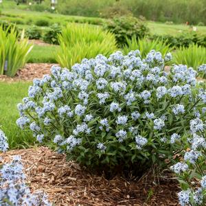 STARSTRUCK BLUE STAR
