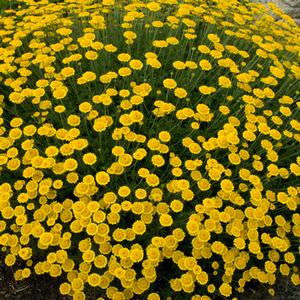 CHARME DWARF GOLDEN MARGARITE