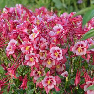 SONGBIRD CARDINAL COLUMBINE