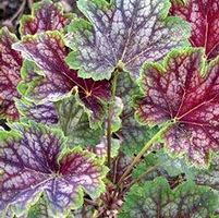 BEAUTY OF COLOR CORAL BELLS