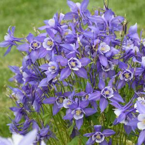 KIRIGAMI™ DEEP BLUE & WHITE COLUMBINE