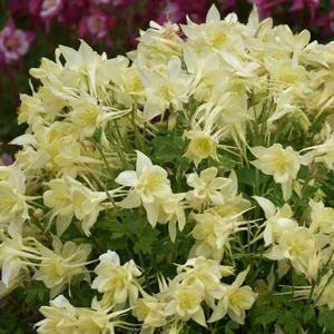 KIRIGAMI™ YELLOW COLUMBINE