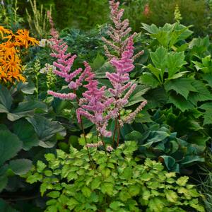 AMBER MOON ASTILBE