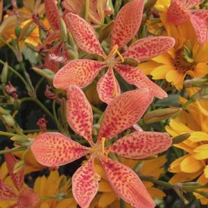 BLACKBERRY LILY