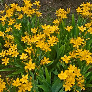 HELLO YELLOW BLACKBERRY LILY