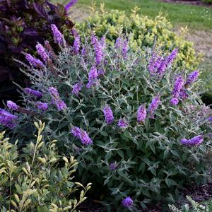 HUMDINGER® LAVENDER CUPCAKE BUTTERFLY BUSH
