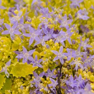 DICKSON'S GOLD BELLFLOWER