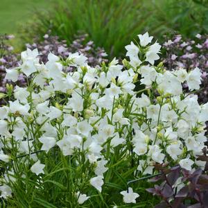 TAKION WHITE BELLFLOWER