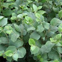 BLUE SHADOW WITCH ALDER