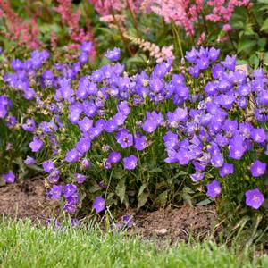 VIOLET TEACUPS BELLFLOWER