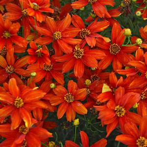 SIZZLE & SPICE™ CRAZY CAYENNE TICKSEED