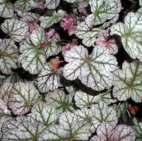SILVER SCROLLS CORAL BELLS